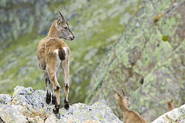 Ibex in the French Alps above Chamonix, Haute Savoie, France, Europe