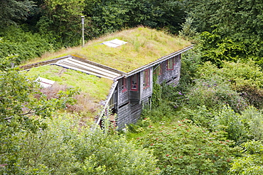 Turf roof on eco houses at the Centre for Alternative Technology in Machylleth, Wales, United Kingdom, Europe