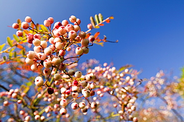 Pink berries on a Rowan tree