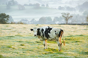 A cow in a frosty field near Kendal, Lake District, Cumbria, England, United Kingdom, Europe