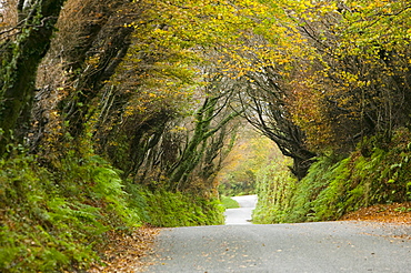 A narrow country lane near Camelford in Cornwall, England, United Kingdom, Europe