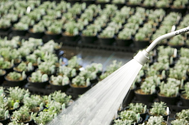 Watering plants at a garden centre in Bodmin, Cornwall, England, United Kingdom, Europe