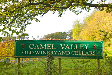 The Camel Valley Vineyard near Bodmin, Cornwall, England, United Kingdom, Europe