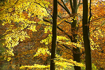 Beech trees in Autumn near Penrith, Cumbria, England, United Kingdom, Europe