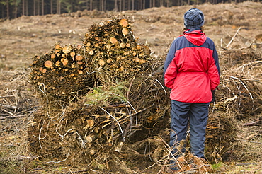 Baleing up brashings to be taken to a biofuel power station, after timber harvesting on Longridge Fell, Clitheroe, Lancashire, England, United Kingdom, Europe