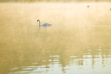 A mute swan on Lake Windermere at dawn in the Lake District National Park, Cumbria, England, United Kingdom, Europe