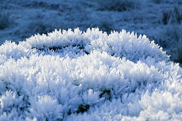 Hoare frost in Easedale near Grasmere in the Lake District, Cumbria, England, United Kingdom, Europe