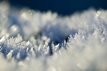 Hoare frost in Easedale near Grasmere in the Lake District, Cumbria, England, United Kingdom, Europe