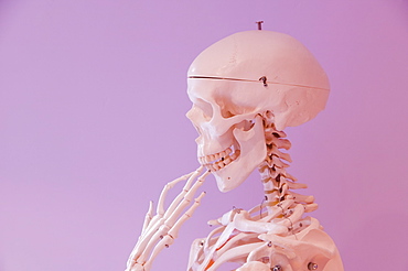 A human skeleton in a thoughtful pose