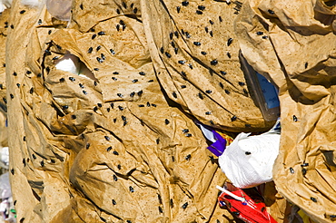 Flies on rubbish dumped on the tundra outside Ilulissat in Greenland, Polar Regions