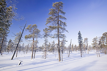 Winter in Saariselka, Northern Finland, Scandinavia, Europe