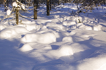 Winter in Saariselka, Northern Finland, Finland, Scandinavia, Europe