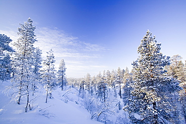 Woodland in the Urho Kehkkosen National Park near Saariselka, Northern Finland, Finland, Scandinavia, Europe