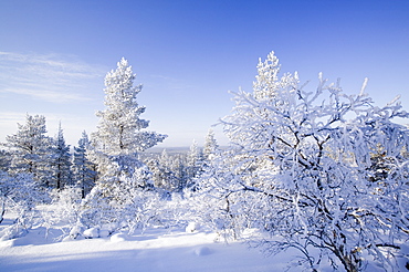 Woodland in the Urho Kehkkosen National Park near Saariselka, Northern Finland, Finland, Scandinavia, Europe