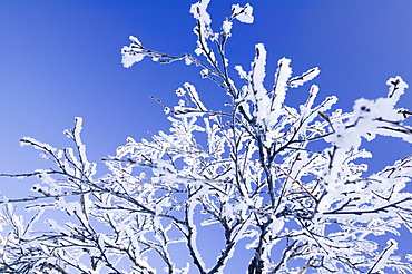 Snow-covered tree in the Urho Kehkkosen National Park near Saariselka, Northern Finland, Finland, Scandinavia, Europe