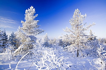 Woodland in the Urho Kehkkosen National Park near Saariselka, Northern Finland, Finland, Scandinavia, Europe