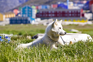 Inuit sled dog husky in Ilulissat on Greenland, Polar Regions