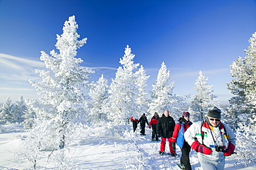 People snow shoeing in the Urho Kehkkosen National Park near Saariselka, Northern Finland, Finland, Scandinavia, Europe