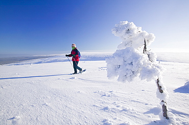 A woman snow shoeing in the Urho Kehkkosen National Park near Saariselka, Northern Finland, Finland, Scandinavia, Europe