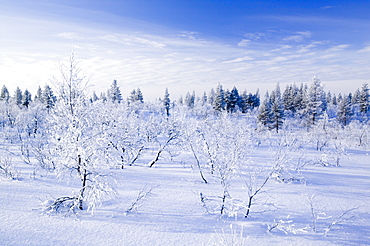 Woodland in the Urho Kehkkosen National Park near Saariselka, Northern Finland, Finland, Scandinavia, Europe