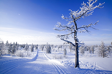 Cross country skiing tracks near Saariselka, Northern Finland, Scandinavia, Europe