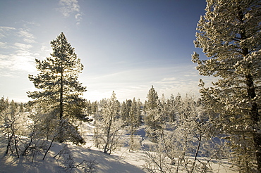 Trees in snow near Saariselka Northern Finland, Finland, Scandinavia, Europe