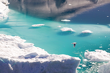 Icebergs from the Jacobshavn Glacier (Sermeq Kujalleq), Greenland, Polar Regions