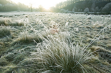 Frost at dawn near the River Brathay at Ambleside, Lake District, Cumbria, England, United Kingdom, Europe