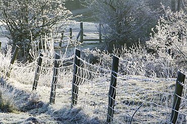 Frost at dawn near Ambleside, Lake District, Cumbria, England, United Kingdom, Europe