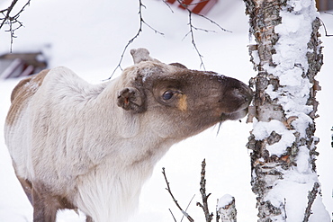 Reindeer foraging in Northern Finland in winter near Saariselka, Finland, Scandinavia, Europe