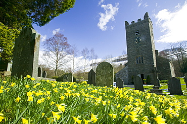 Wild daffodils in Troutbeck churchyard, Troutbeck, Lake District, Cumbria, England, United Kingdom, Europe