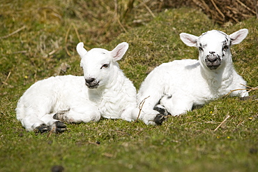 Twin lambs on the island of Kererra off Oban, Scotland, United Kingdom, Europe