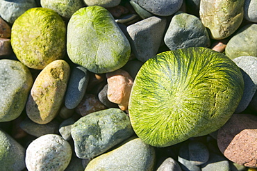 Pebbles at low tide on a beach in Oban, Scotland, United Kingdom, Europe