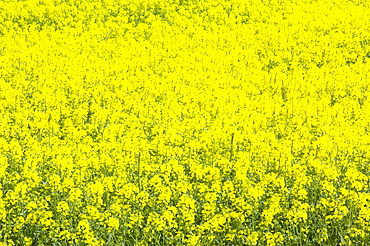 Oilseed rape growing in a field in Cheshire, England, United Kingdom, Europe