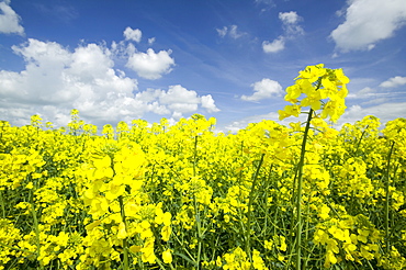 Oilseed rape growing in a field in Cheshire, England, United Kingdom, Europe