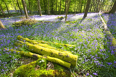 Bluebells in spring woodland, Ambleside, Cumbria, England, United Kingdom, Europe