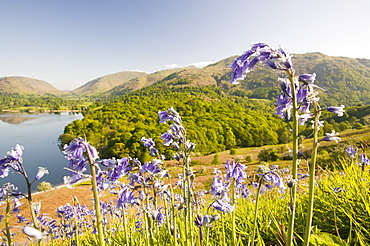 Bluebells above Grasmere, Lake District National Park, Cumbria, England, United Kingdom, Europe