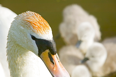 A mute swan and cygnets, Lincoln, England, United Kingdom, Europe