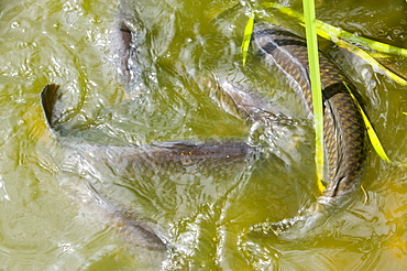 Carp in a pond