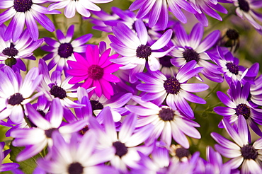 Violet flowers with a different species of violet flower amongst them