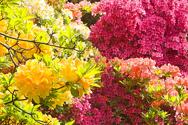 Azalea flowers in spring in Holehird Gardens, Windermere, Cumbria, England, United Kingdom, Europe