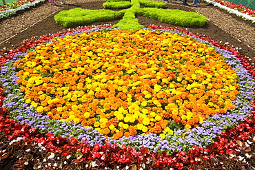 Flowers in a flower bed, United Kingdom, Europe