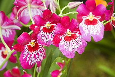 An exotic orchid flower