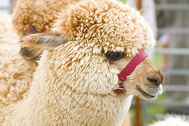 An Alpaca, South America