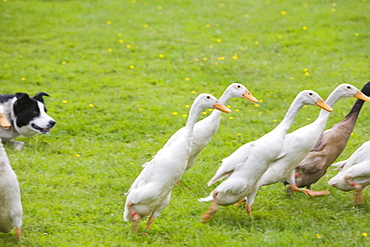 A border collie herding Indian runner ducks, Holker, Cumbria, England, United Kingdom, Europe