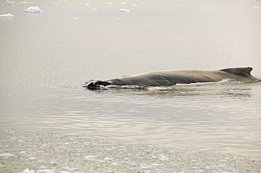 A fin whale feeding amongst icebergs off Ilulissat on Greenland, Polar Regions