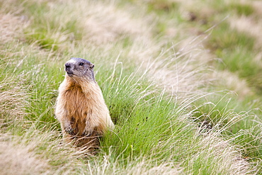 A marmot in the Italian Dolomites, Italy, Europe