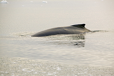 A fin whale feeding amongst icebergs off Ilulissat on Greenland, Polar Regions