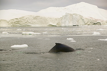 A fin whale feeding amongst icebergs off Ilulissat on Greenland, Polar Regions