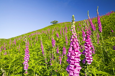 Foxgloves growing on the fellside above Grasmere in the Lake District National Park, Cumbria, England, United Kingdom, Europe